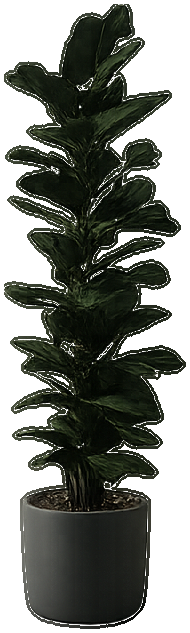 Fiddle leaf fig plant