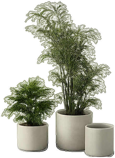 Indoor palm cluster